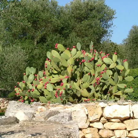 Frühstückspension Il Giardino Di Viola Ceglie Messapica