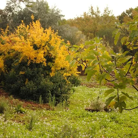 Il Giardino Di Viola