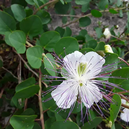 Il Giardino Di Viola Bed & Breakfast